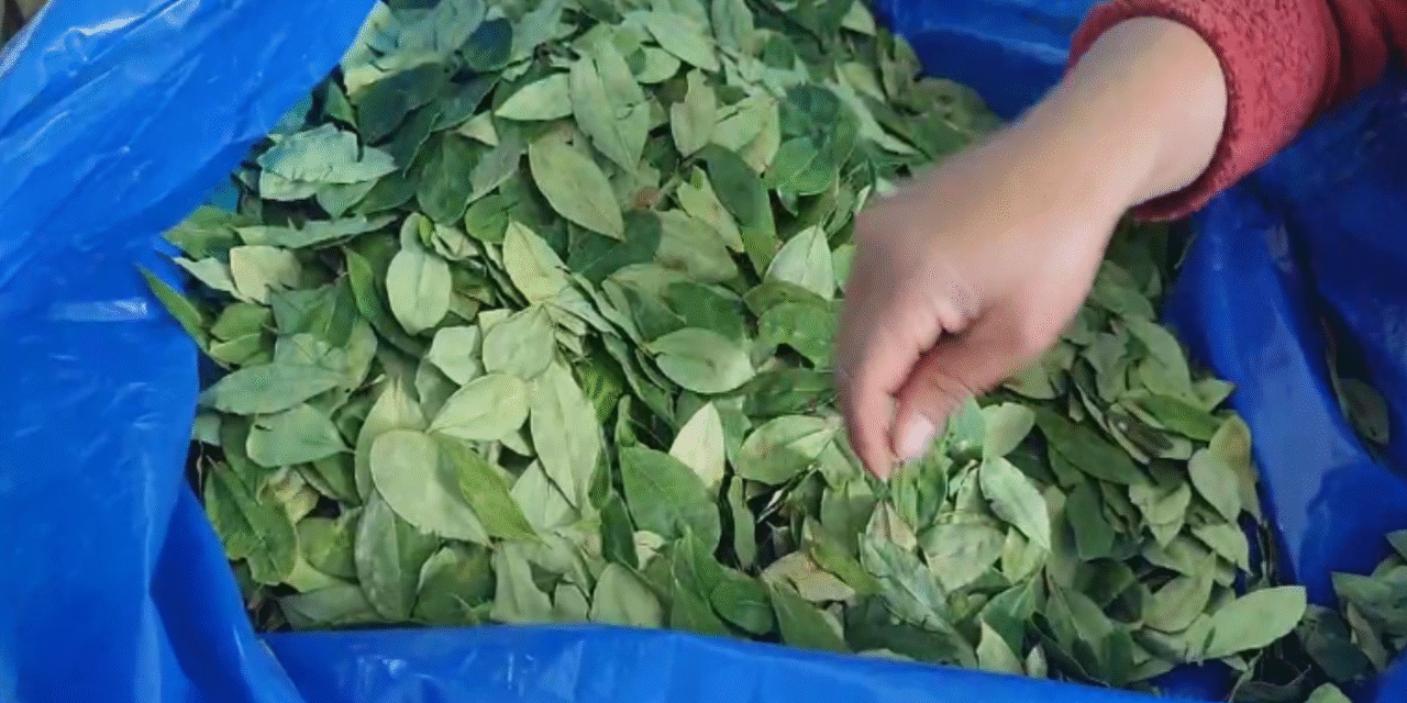 Precio del taque de coca sube a Bs 4.200 por escasez y alta demanda