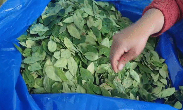 Precio del taque de coca sube a Bs 4.200 por escasez y alta demanda