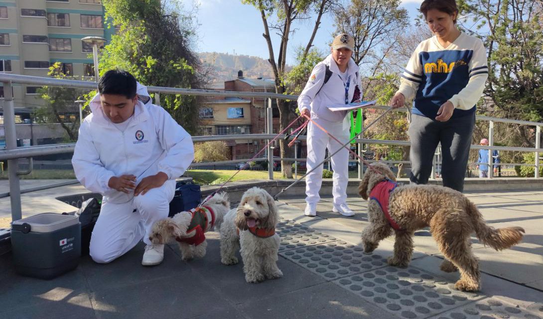 Aumentan casos por mordedura de perro; Ministerio de Salud recomienda tres acciones inmediatas