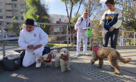 Aumentan casos por mordedura de perro; Ministerio de Salud recomienda tres acciones inmediatas
