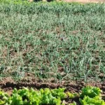 Helada en Vallegrande afecta cultivos: “La temperatura fue de -1 ºC”, informa la Alcaldía
