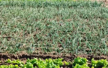 Helada en Vallegrande afecta cultivos: “La temperatura fue de -1 ºC”, informa la Alcaldía