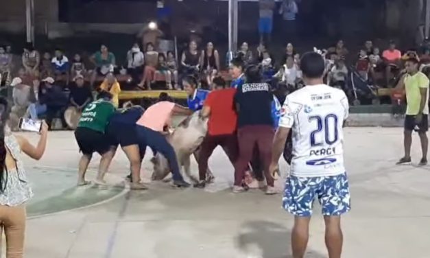 Indignación por uso de cerdito como “pelota” en evento de Guanay, exigen sanciones
