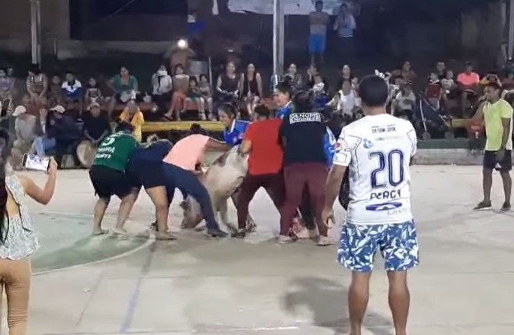 Indignación por uso de cerdito como “pelota” en evento de Guanay, exigen sanciones