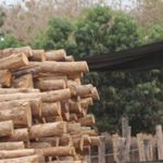 Saqueo de madera: Pando es la región tomada por traficantes peruanos