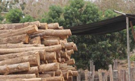 Saqueo de madera: Pando es la región tomada por traficantes peruanos