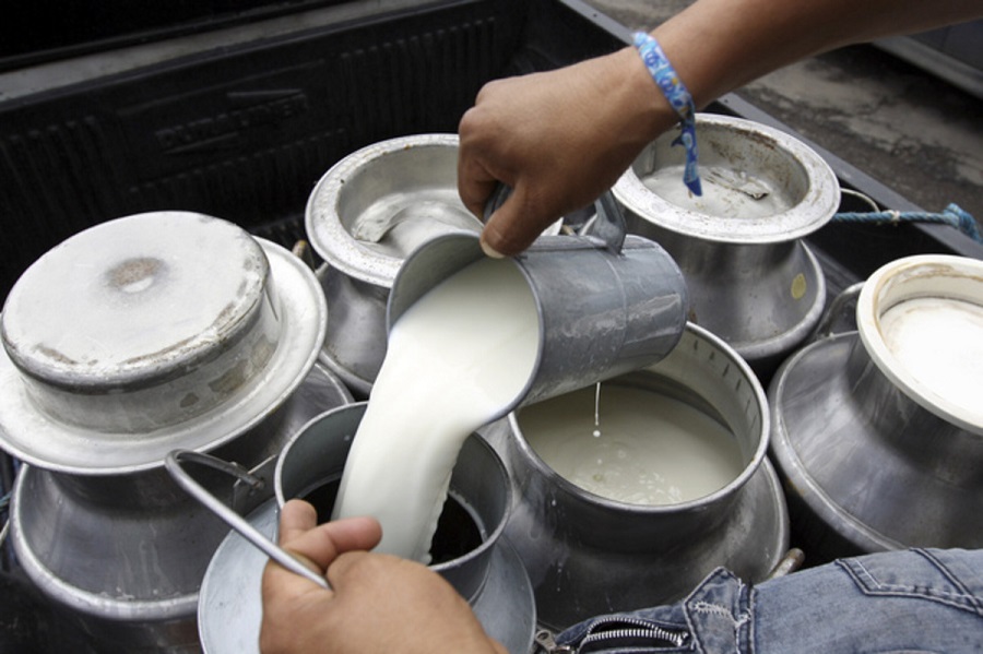 Fedeple dice que si en ocho días no se soluciona abastecimiento de diésel, cerrará la planta que abastece el 78% de leche a la industria