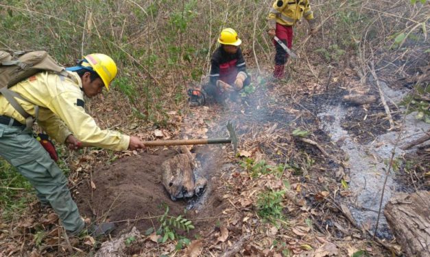 ABT inició 15 procesos penales y 75 administrativos por quemas e infracciones a norma forestal