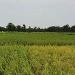 Arroceros analizan bloqueos en demanda de diésel y advierten que está en riesgo la producción