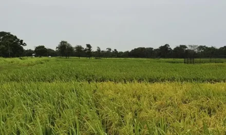Arroceros analizan bloqueos en demanda de diésel y advierten que está en riesgo la producción