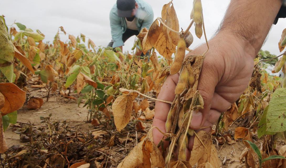 Cambio climático y biotecnología marcan el rumbo de la soya en la región