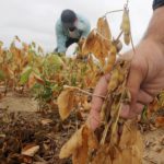 Cambio climático y biotecnología marcan el rumbo de la soya en la región