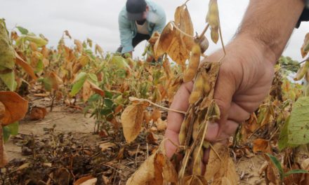 Cambio climático y biotecnología marcan el rumbo de la soya en la región