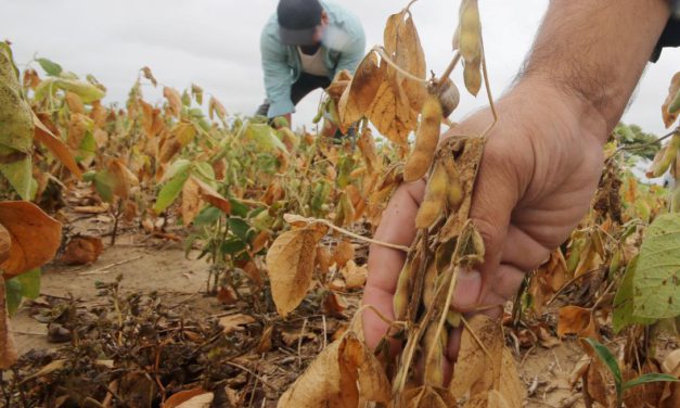 Cambio climático y biotecnología marcan el rumbo de la soya en la región