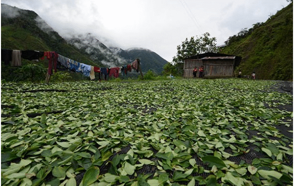 La UNODC apura el informe sobre cocales para antes del balotaje tras años de entregas demoradas