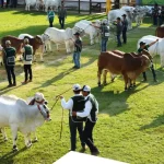 Expocruz: Genética cebuina boliviana será exportada a Brasil, México y Guatemala, según Asocebú