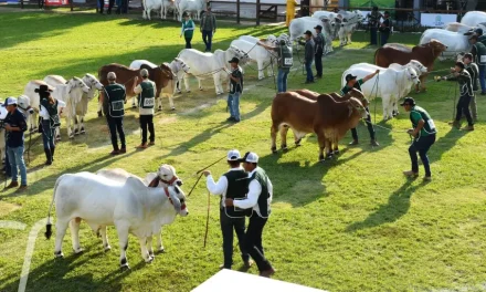Expocruz: Genética cebuina boliviana será exportada a Brasil, México y Guatemala, según Asocebú