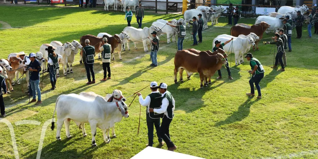 Expocruz: Genética cebuina boliviana será exportada a Brasil, México y Guatemala, según Asocebú