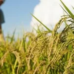 Productores de arroz en Beni anuncian toma de YPFB