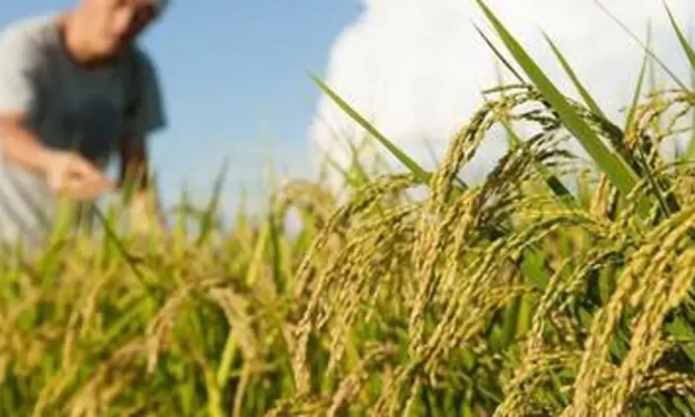 Productores de arroz en Beni anuncian toma de YPFB