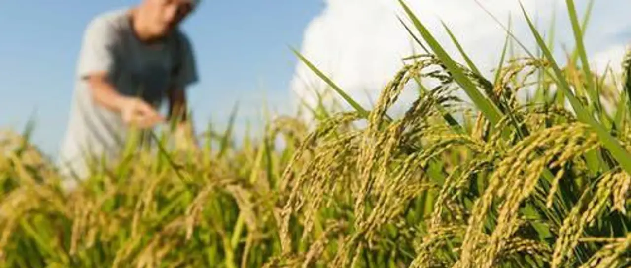 Productores de arroz en Beni anuncian toma de YPFB