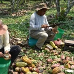 Sentencia constitucional avala la decisión de Alto Beni de ser un municipio agroecológico libre de actividad minera