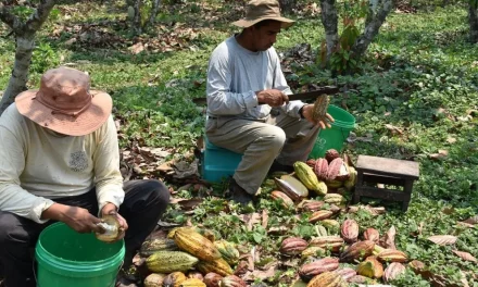 Sentencia constitucional avala la decisión de Alto Beni de ser un municipio agroecológico libre de actividad minera
