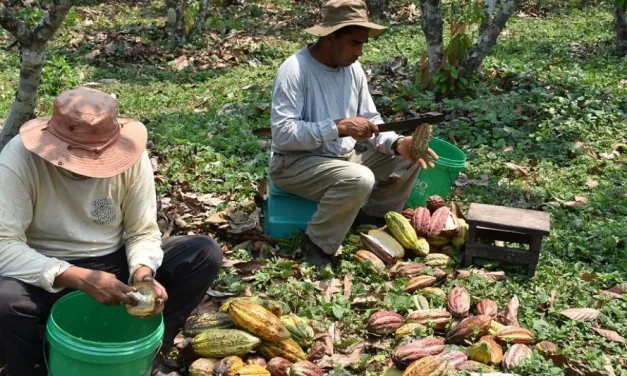 Sentencia constitucional avala la decisión de Alto Beni de ser un municipio agroecológico libre de actividad minera