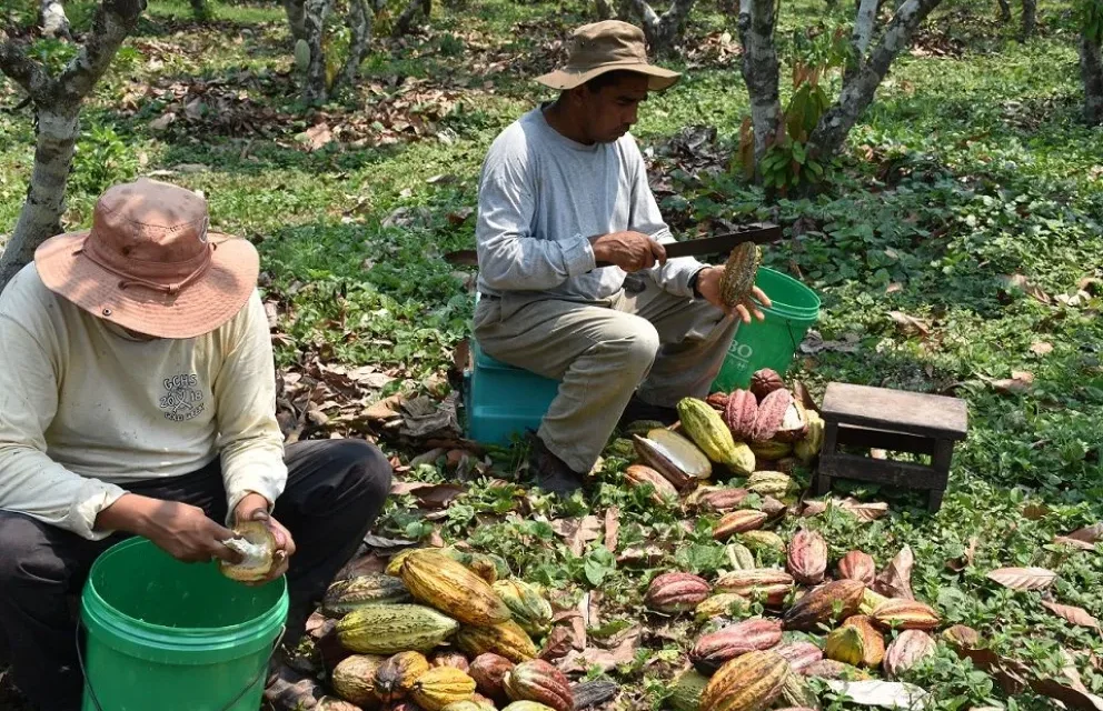 Sentencia constitucional avala la decisión de Alto Beni de ser un municipio agroecológico libre de actividad minera