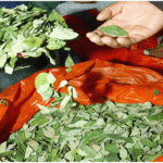 La coca de los Yungas duplica su precio en 4 años por la inflación