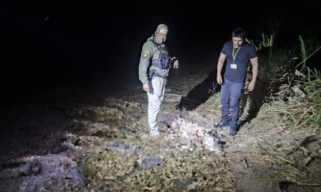 Abren investigación por biocidio tras la denuncia de al menos 40 lagartos muertos en el Beni