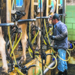 Productores acusan al Fondo Proleche de frenar el crecimiento del sector