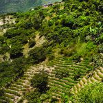 Diputado de Yungas exige que NNUU haga conocer informe sobre monitoreo de la coca