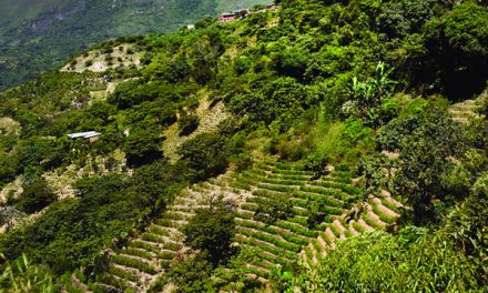 Diputado de Yungas exige que NNUU haga conocer informe sobre monitoreo de la coca