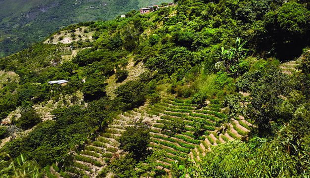 Diputado de Yungas exige que NNUU haga conocer informe sobre monitoreo de la coca