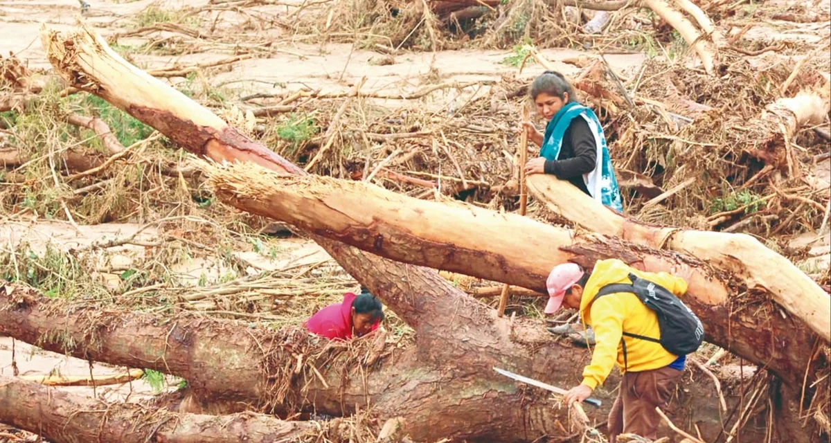 Municipios golpeados por el desastre perdieron entre el 33% y 94% de sus bosques