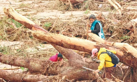 Municipios golpeados por el desastre perdieron entre el 33% y 94% de sus bosques