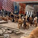 Zoonosis interviene albergue ilegal en Pedregal con medio centenar de perros