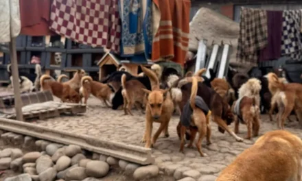 Zoonosis interviene albergue ilegal en Pedregal con medio centenar de perros