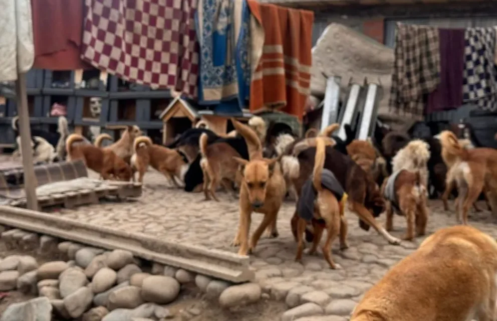 Zoonosis interviene albergue ilegal en Pedregal con medio centenar de perros