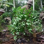 Bolivia da un giro en la política antidroga con otro enfoque sobre la coca y presencia de EEUU