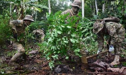 Bolivia da un giro en la política antidroga con otro enfoque sobre la coca y presencia de EEUU
