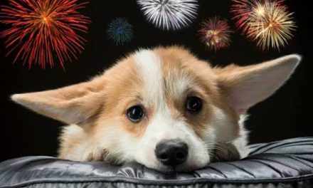 ¿Cómo proteger a los perros del ruido de la pirotecnia y evitar que entren en pánico?