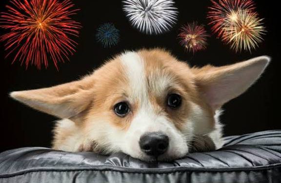 ¿Cómo proteger a los perros del ruido de la pirotecnia y evitar que entren en pánico?