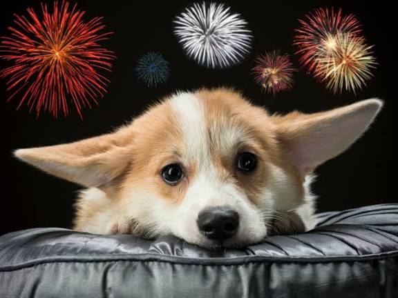 ¿Cómo proteger a los perros del ruido de la pirotecnia y evitar que entren en pánico?