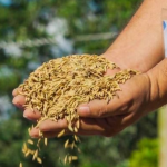 Senasag intensifica controles para frenar el contrabando de arroz y garantizar el abastecimiento nacional