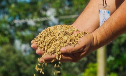 Senasag intensifica controles para frenar el contrabando de arroz y garantizar el abastecimiento nacional