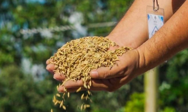 Senasag intensifica controles para frenar el contrabando de arroz y garantizar el abastecimiento nacional