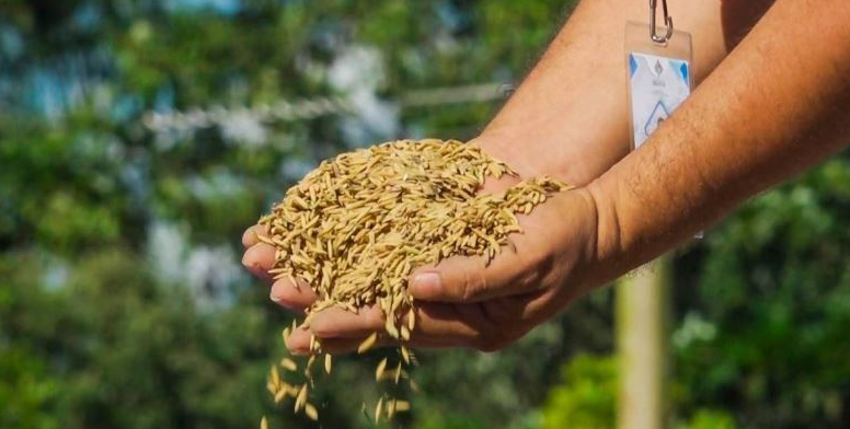 Senasag intensifica controles para frenar el contrabando de arroz y garantizar el abastecimiento nacional