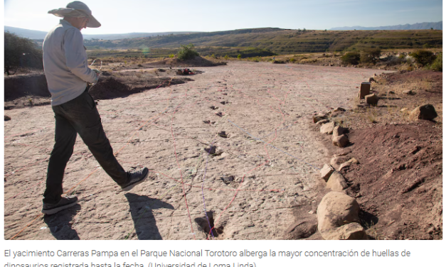 Descubrieron 16.600 huellas de dinosaurios en Bolivia: “Muestran una diversidad y comportamientos nunca vistos”, dijo el líder del estudio